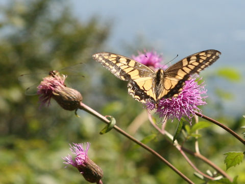 Papilio machaon hippocrates