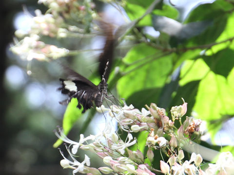 Papilio@protenor