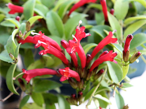 Aeschynanthus cv. Red Cascade