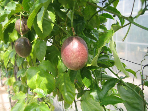 Passiflora edulis var. flavicarpa cv. Red Fruit
