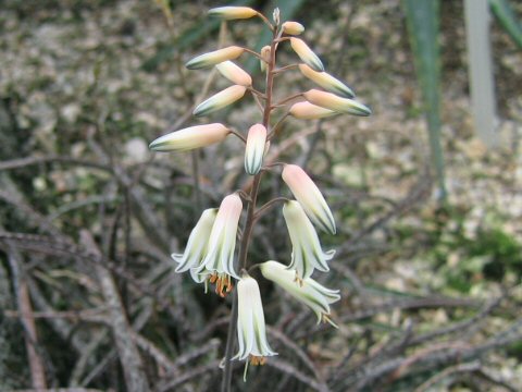 Aloe albiflora