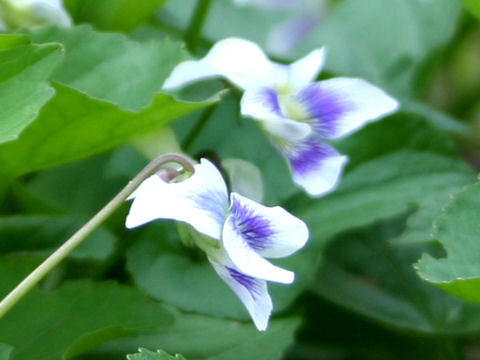 Viola sororia cv. Priceana