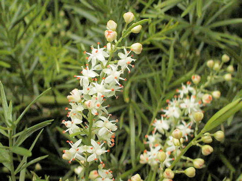 Asparagus densiflorus cv. Sprengeri