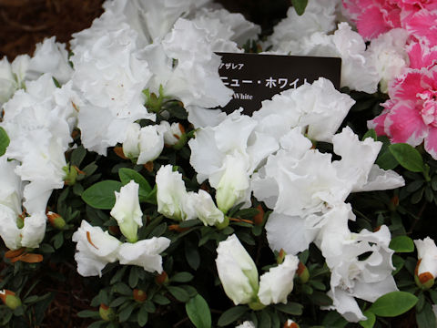 Rhododendron simsii cv. New White
