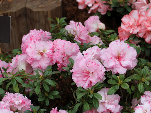 Rhododendron simsii cv. Pink Pearl
