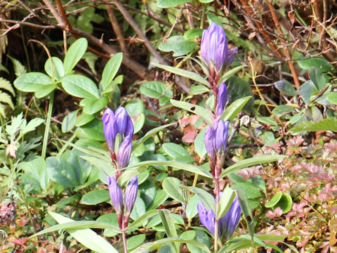 Gentiana triflora var. montana