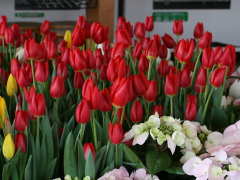 Tulipa cv. Cartago