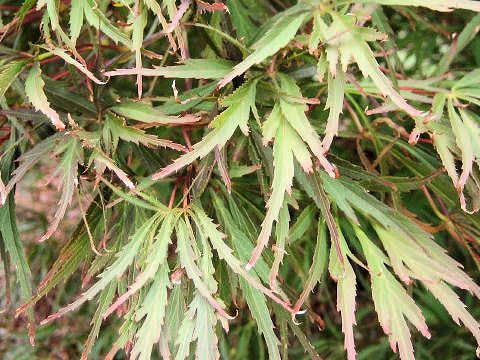 Acer palmatum cv. Red Autumn Lace