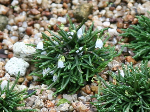 Cassiope lycopodioides
