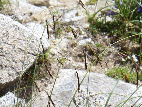 Carex stenantha