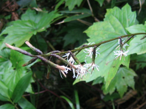Ainsliaea acerifolia var. subapoda