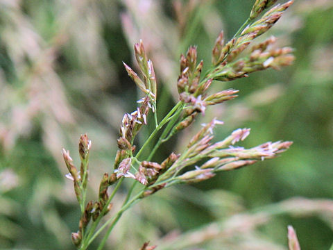 Festuca arundinacea