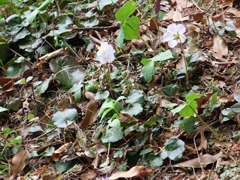 Shortia uniflora var. uniflora