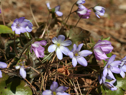 Hepatica nobilis var. japonica f. magna