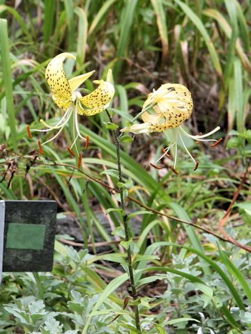 Lilium lancifolium var. flaviflorum