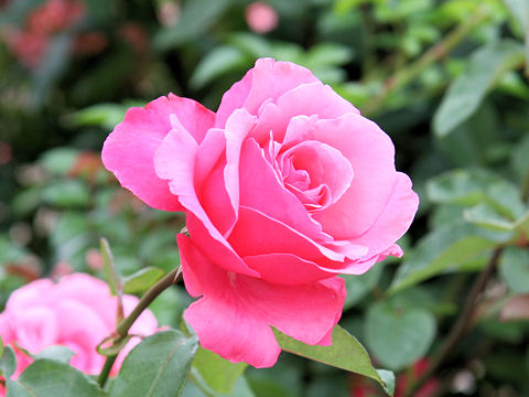 Rosa cv. Marie Antoinette