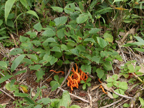 Clavulinopsis miyabeana