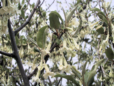 Elaeagnus multiflora var. hortensis cv. Gigantea
