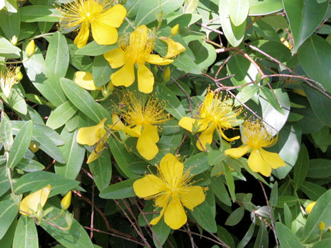 Hypericum chinense var. salicifolium