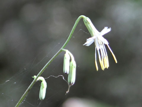 Prenanthes acerifolia
