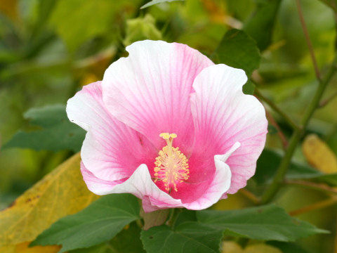 Hibiscus mutabilis cv. Rentaiki