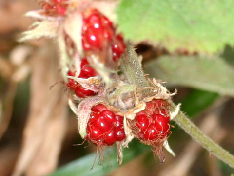 Rubus buergeri