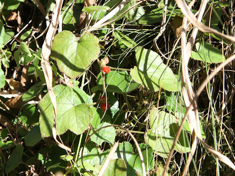 Rubus buergeri