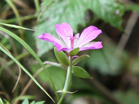 Geranium yesoense var. nipponicum