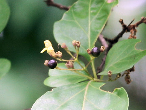 Premna microphylla