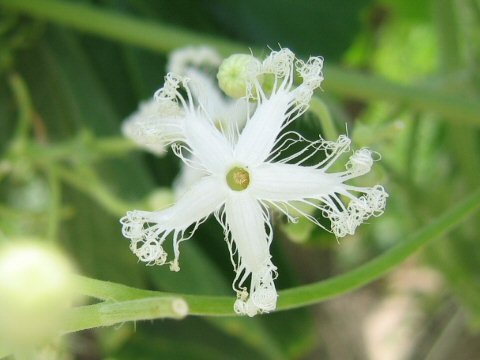 Trichosanthes anguina