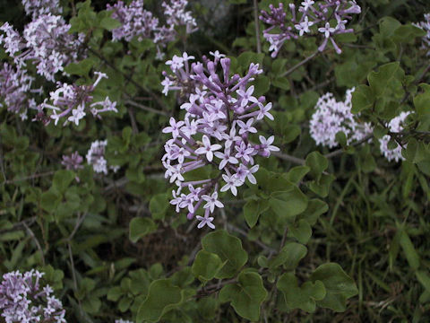 Syringa microphylla