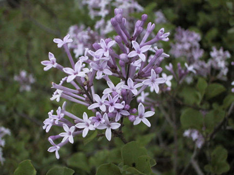 Syringa microphylla