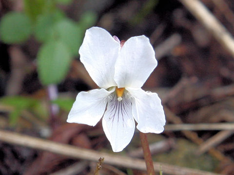 Viola boissieuana