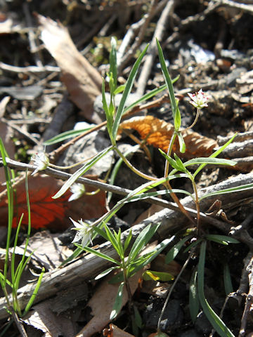Pseudostellaria heterantha var. linearifolia