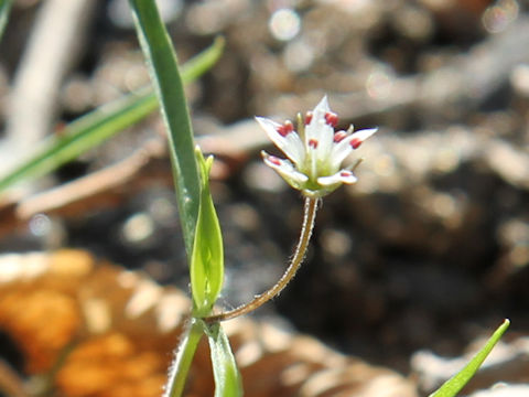 Pseudostellaria heterantha var. linearifolia