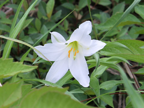 Lilium rubellum