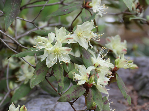 Rhododendron keiskei