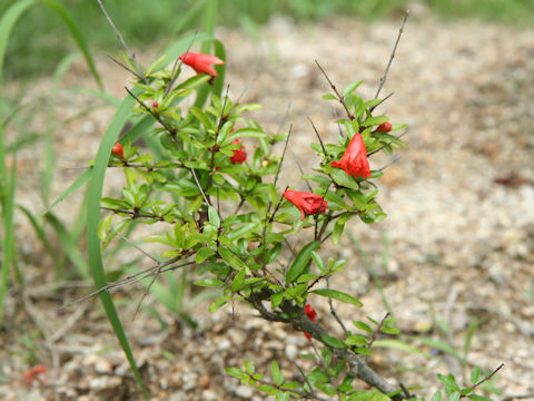 Punica granatum cv. Nana