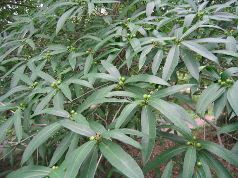 Ficus erecta var. sieboldii
