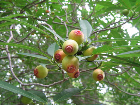 Ficus erecta var. sieboldii