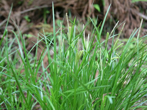 Carex temnolepis
