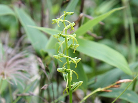 Platanthera tipuloides