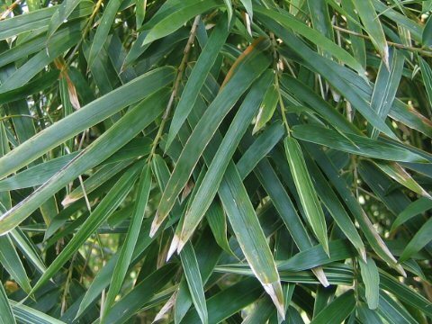 Bambusa multiplex f. variegata