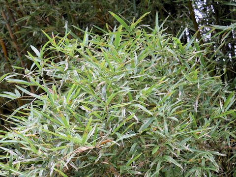 Bambusa multiplex f. variegata
