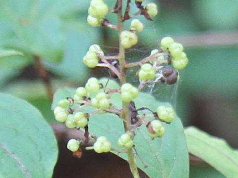 Elliottia paniculata