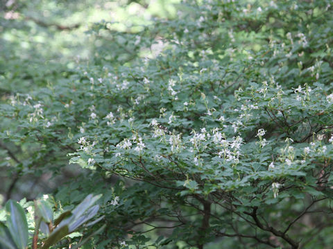 Elliottia paniculata