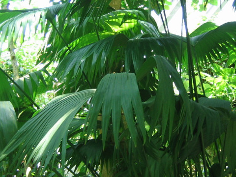 Carludovica palmata
