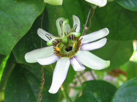 Passiflora helleri