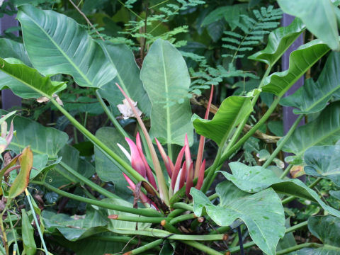 Philodendron ornatum cv. Wendimbe