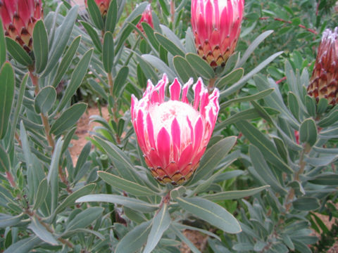 Protea obtusifolia x magnifica